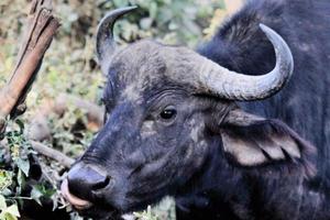 een close up van een buffel foto