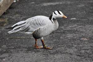 een uitzicht op een gans met het hoofd van een bar foto