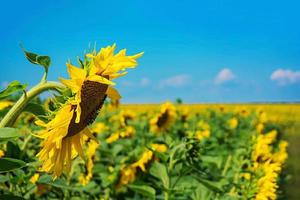 zomer landschap. veld met zonnebloemen onder de blauwe lucht foto