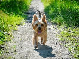 schattige foto's van yorkshire terrier buiten in de natuur op een zonnige dag. foto