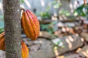 rauw cacaofruit op cacaoboom foto