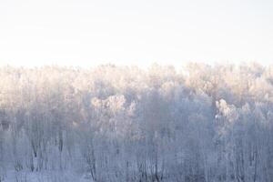 winter bos. bomen bedekt met vorst en sneeuw foto