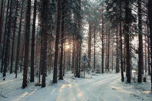 ijzig winterlandschap in besneeuwde bossen