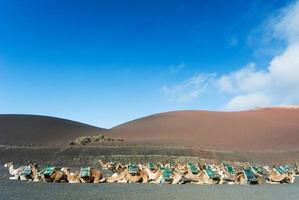 rij van kamelen in Timanfaya National Park foto