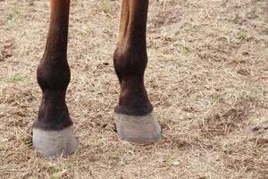 achterbenen en voeten van bruin paard en lichtbruine grond.