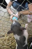 kinderen voedt varken in kooi. het varken eet melk in de fles. foto