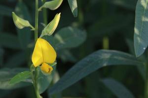 een gele bloem van sunn hennep of indische hennep bloeit op tak en groene bladeren achtergrond. foto