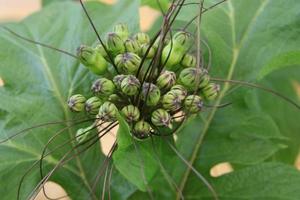 bloemen van Polynesische arrowroot en groene bladeren achtergrond, thailand. foto