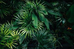 tropische bladeren en bomen achtergrond foto