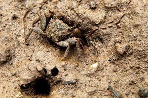 kleine krabben waarvan de huid lijkt op de textuur van de grond foto