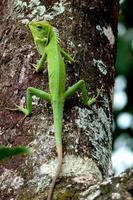 een prachtige kameleon die op een boom kruipt foto