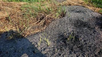 gras groeit op de as van stro foto