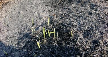 gras dat groeit op de as van brandend stro foto