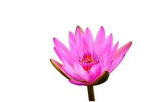 lotus en knippen binnen foto