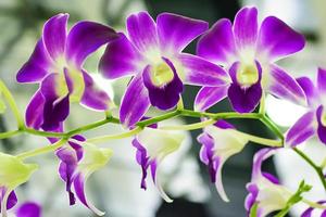 orchidaceae is een diverse en wijdverbreide familie van bloeiende planten, met bloemen die vaak kleurrijk en vaak geurig zijn. foto