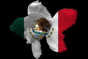 vlag van mexico op goudvis foto