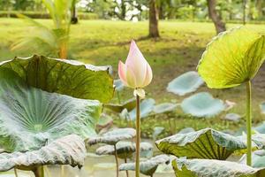 lotus in vele kleuren en mooi in vijvers. foto