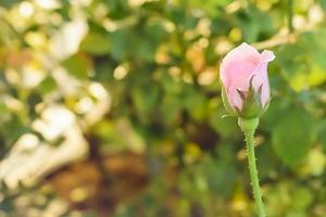 roos in vele kleuren en mooi in de tuin foto