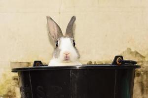 konijnen zijn kleine zoogdieren. konijn is een informele naam voor een konijn. foto