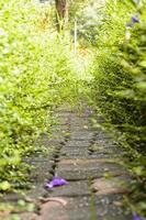 wandelpad in de natuur foto