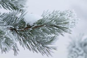 dennenboom in de winter foto