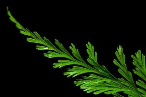 versheid groen blad van varen op zwarte achtergrond foto