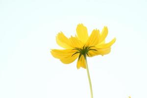 close-up weergave van kosmos bloemen foto