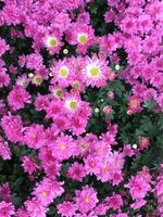 roze chrysant indicum linn bloem foto