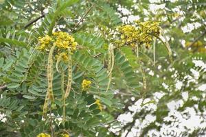 siamese senna, natuurlijk kruid voor mensen. foto