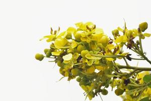 siamese senna, natuurlijk kruid voor mensen. foto