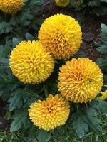 pom pom chrysant bloemen foto