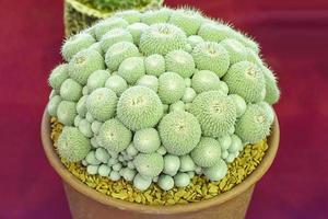 cactus is een plant die in de woestijn staat. het is meerjarige uitdroging. daarom kan het in de woestijn worden geplaatst. foto