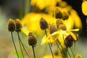 gele zonnehoed in de tuin op de achtergrond van de natuur. foto