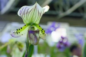 paphiopedilum, vaak de venuspantoffel genoemd, is een geslacht van de lady pantoffelorchidee onderfamilie cypripedioideae van de bloeiende plantenfamilie orchidaceae. foto