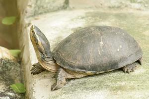 de bruine schildpad neemt een dierentuin in foto