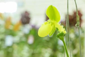 paphiopedilum, vaak de venuspantoffel genoemd, is een geslacht van de lady pantoffelorchidee onderfamilie cypripedioideae van de bloeiende plantenfamilie orchidaceae. foto