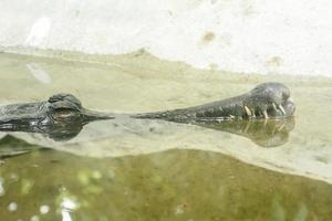 de Maleise gaviaal neemt een dierentuin in foto