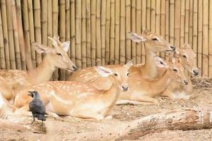 close-up van een veldhert in een dierentuin foto