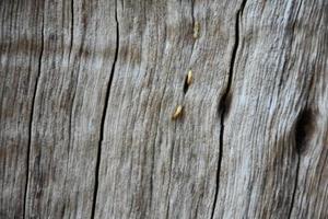 het vooroppervlak van de houten halve bol is blootgesteld aan de zon en verweerd om schimmel op het hout te veroorzaken. foto