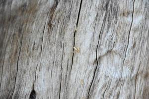 het vooroppervlak van de houten halve bol is blootgesteld aan de zon en verweerd om schimmel op het hout te veroorzaken. foto