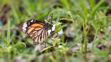 monarchvlinder op een bloem. foto