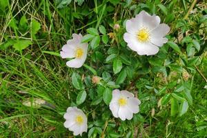 hondsroos bloemen foto