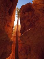 gloeiende boom in bryce canyon nationaal park, utah