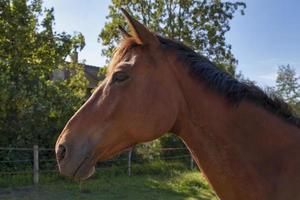 portret van een paard foto