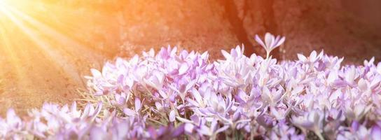 bloeiende paarse krokus bloemen in een zachte focus op een zonnige lentedag foto