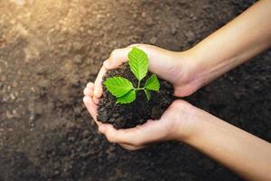 close-up hand met kleine boom om te planten. concept aarde dag foto