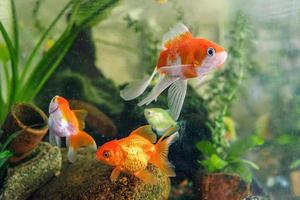 kleurrijke goudvis. zoetwater aquariumvissen foto