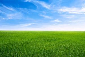 groen grasveld met blauwe lucht en witte wolk. natuur landschap achtergrond foto