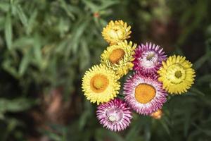 kleurrijke strobloem bloeit in de tuin foto