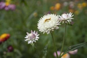 kleurrijke strobloem bloeit in de tuin foto